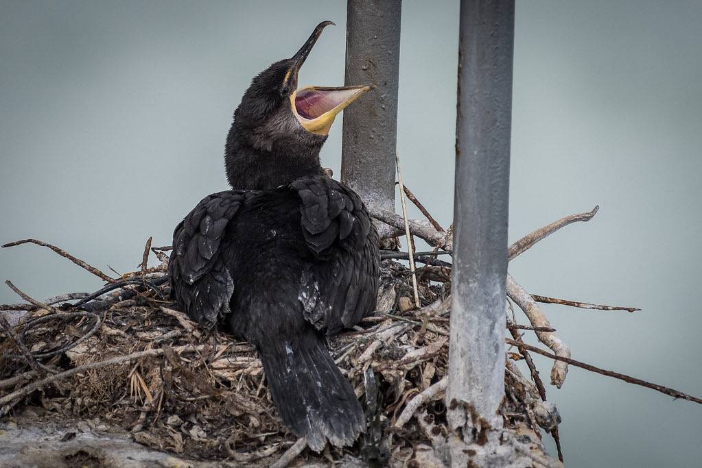 Double-crested Cormorant, juvenile by Becky Matsubara is licensed under CC BY 2.0